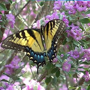 tiger swallowtail bush sage.jpg