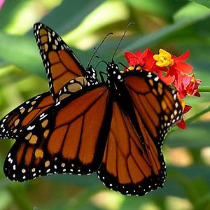 Monarchs Milkweed.jpg