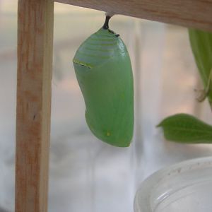 monarch chrysalis.jpg
