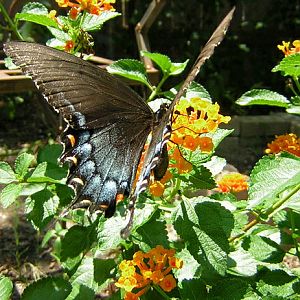 black form tiger swallowtail lantana.jpg