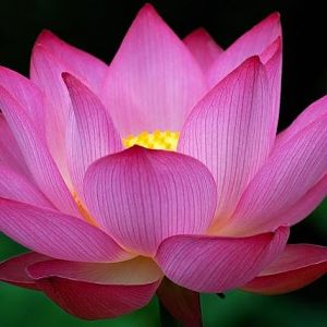 Big dark pink Lotus Flower photo.jpg