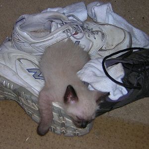Schrodie sleeping on shoes.jpg