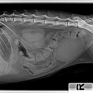 Doda Furlan- x ray for abdomen RL 20160313.jpg