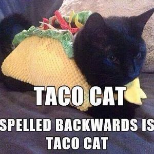 Taco-cat-meme.jpg