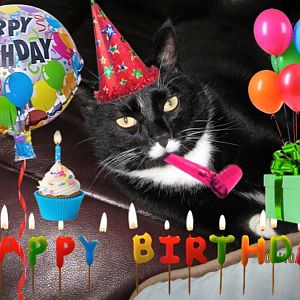 cake_not_birthday_cat_tuxedo.jpg