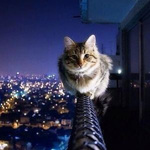 high wire cat.jpg