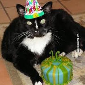 cake_cat_fat_tuxedo_for_dottie.jpg