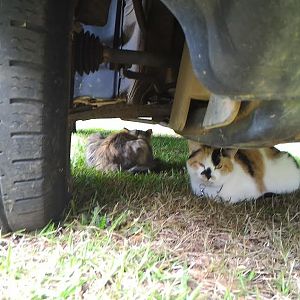 Cats Under Car.jpg