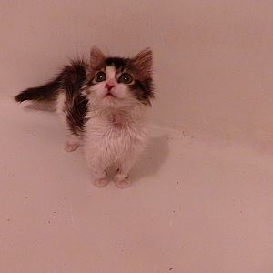 Abby-Bathtime, standing in water..png