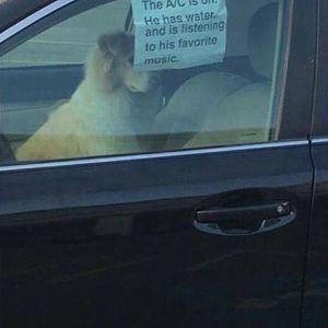 dogs in cars.jpg