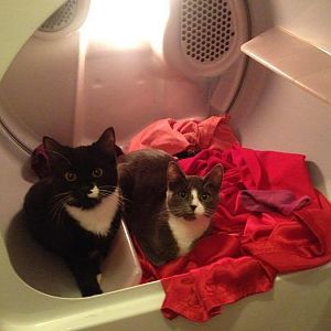 dryer kittens.jpg
