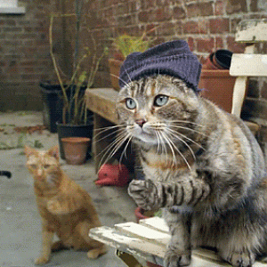 cool_cats-60740.gif