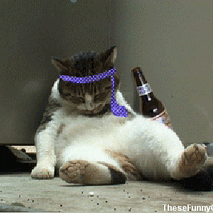 Cat-Gifs-Shared-by-Gplus-Jay-Puri_66.gif