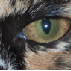 kitty eye.png