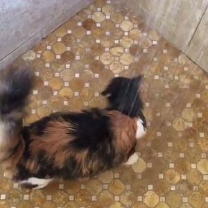 cat-in-shower.JPG