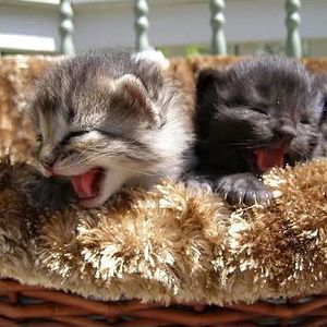 2 kittens.jpg