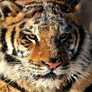 In Siberia, Tiger (Copy).jpg