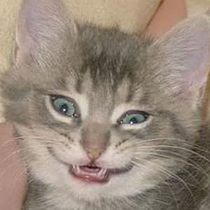 kitty smiling.jpg
