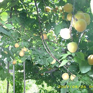 apricot tree 1.jpg