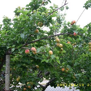 apricot tree 2.jpg