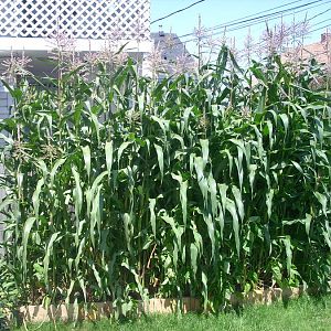 072909 corn is 9ft high.jpg