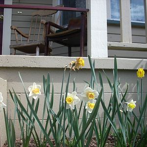 2nd bunch of daffodils 042309.jpg