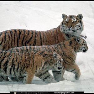 Wallpaper National Geographic - Siberian Tigers (C