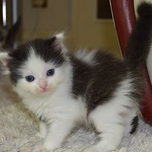 adorable-ragdoll-cross-persian-kittens-only-2-left