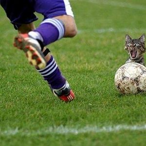 cat_footballer (Copy).jpg