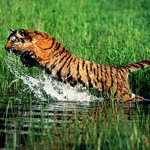 Splash, Bengal Tiger (Copy).jpg
