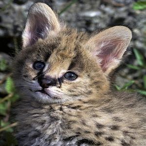 African Serval Kitten (Copy).jpg