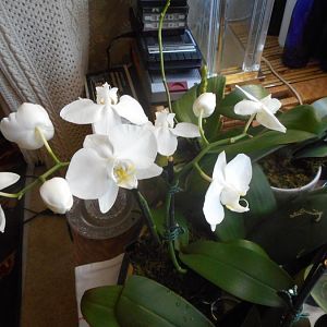 mostly orchids 020116 019.JPG
