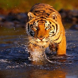 Creek Crossing, Bengal Tiger (Copy).jpg