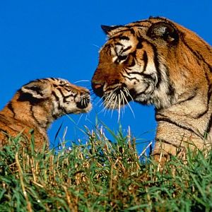 A Mother's Touch (Copy).jpg