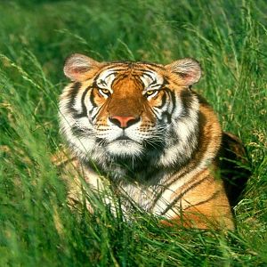 Sunbather, Bengal Tiger (Copy).jpg