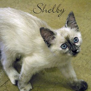 Shelby.jpg