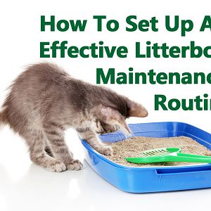 litterbox-maintenance-routi.jpg
