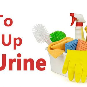 How-To-Remove-Cat-Urine.jpg