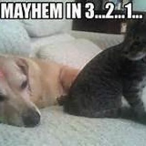 mayhem in 3...2..1....jpg