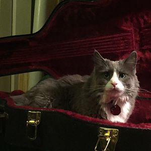 Luther in guitar case.jpg