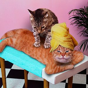 Cats-Massaging.jpg