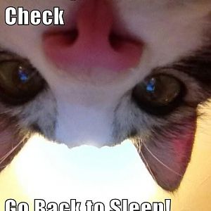 Top-30-Funny-Cat-Memes-humor-memes.jpg