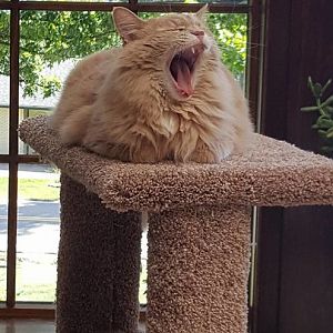 archie yawn.jpg