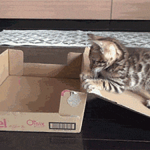 Selfpackaging Kitten.gif