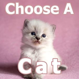 how-to-choose-a-cat-breeder.jpg