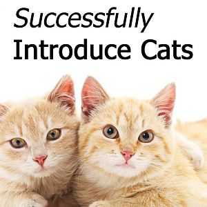 introduce-cats.jpg