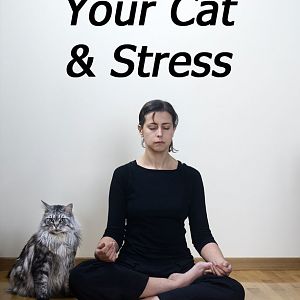you-stress-cat.jpg