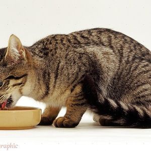 16305-Tabby-cat-eating-from-a-bowl-white-backgroun