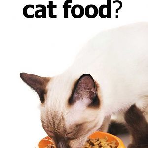 choose-best-dry-cat-food.jpg