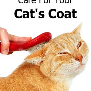 cat-coat-care.jpg